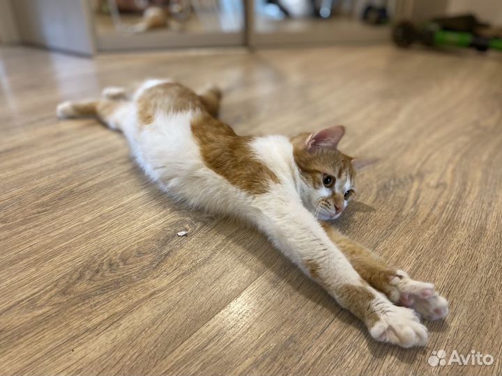 Кошка в добрые руки