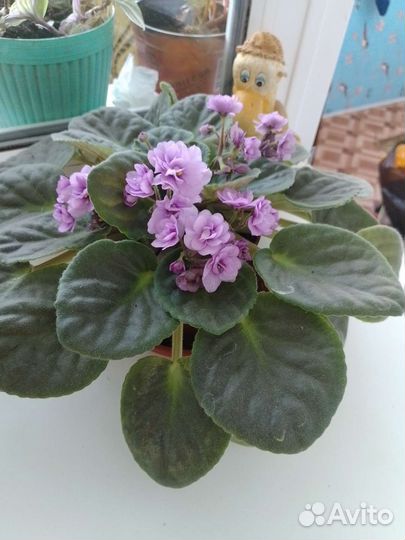 Фиалки цветущие в горшке