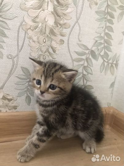 Шотландская