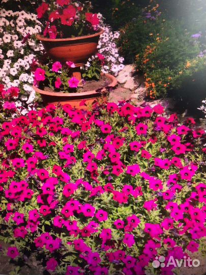 Рассада петунии сортовая