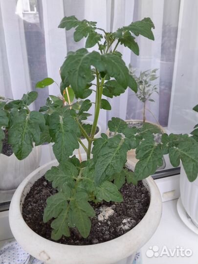 Фикус бенджамина и помидоры балконные