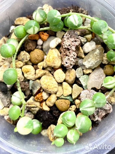 Суккуленты вариегатные