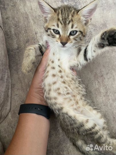 Бенгальские котята
