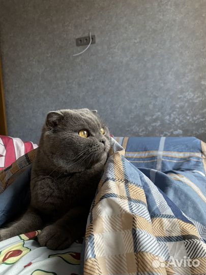 Британский кот
