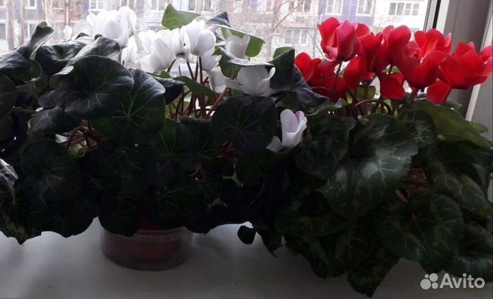 Семена цикламена