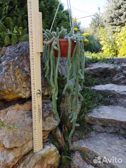 Апорокактус