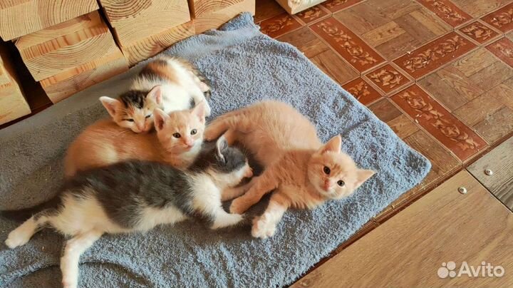Котята в добрые руки