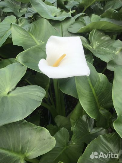 Продажа цветов