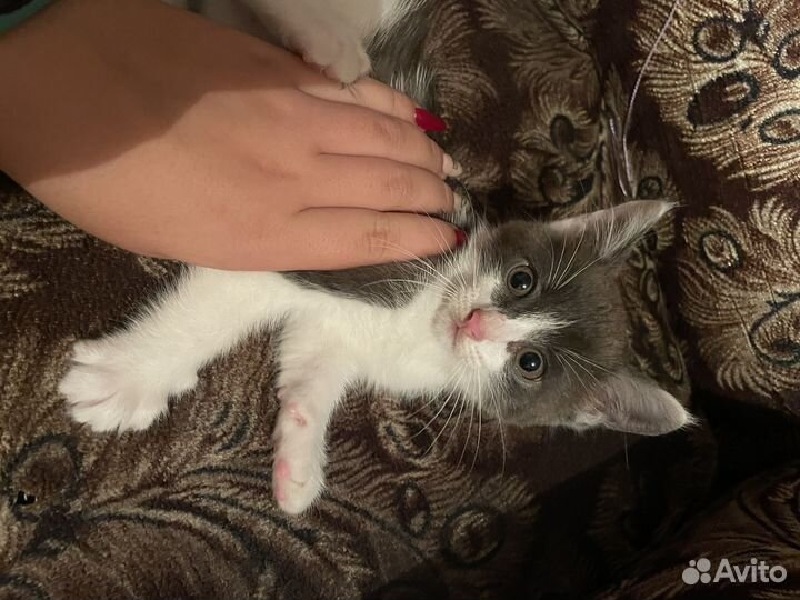 Котенок в добрые руки