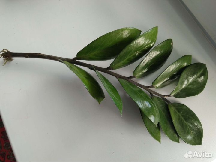 Замиокулькас