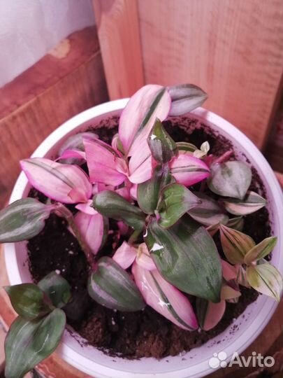 Комнатные растения / традесканция