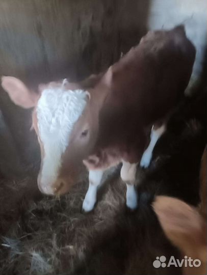 Бык лимузины