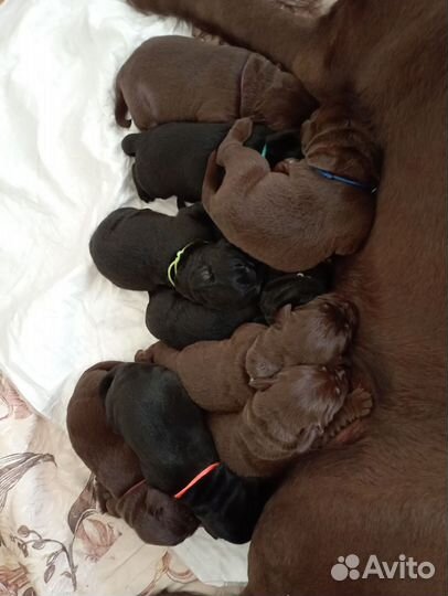 Щенки лабрадора