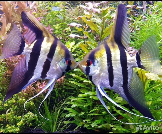 Рыбки Аквариумные, собственное разведение