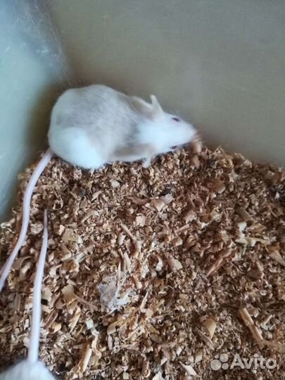 Мыши африканские Мастомисы