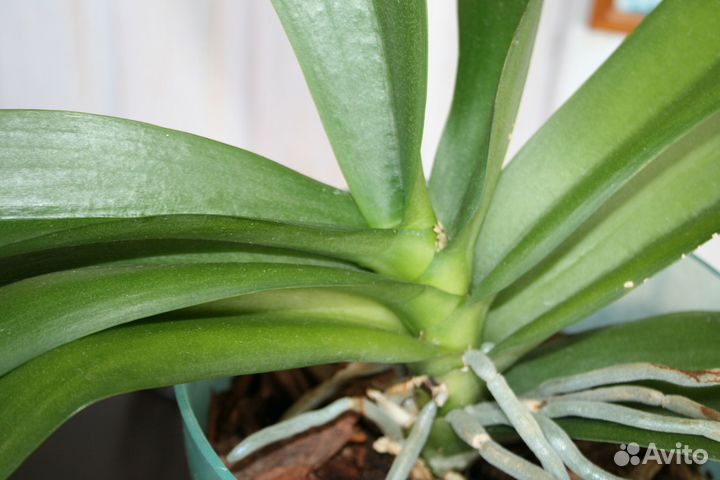 Орхидея фаленопсис