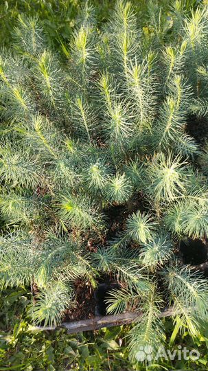 Ель голубая колючая Мисти Блю