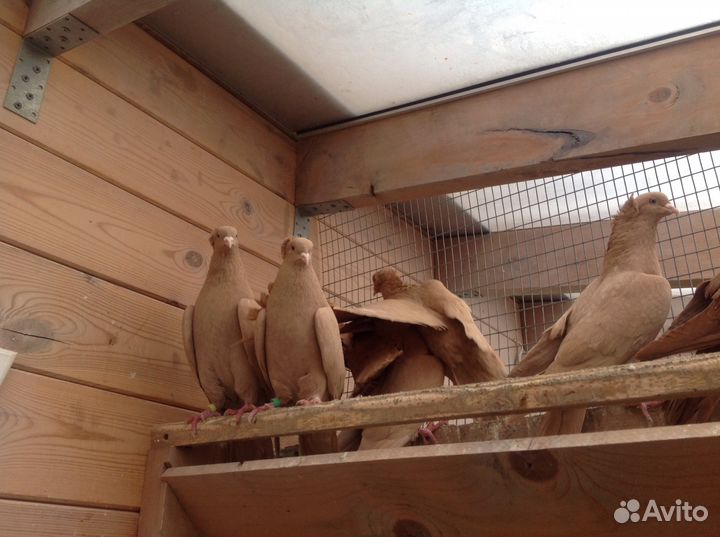 Бойные голуби армянские