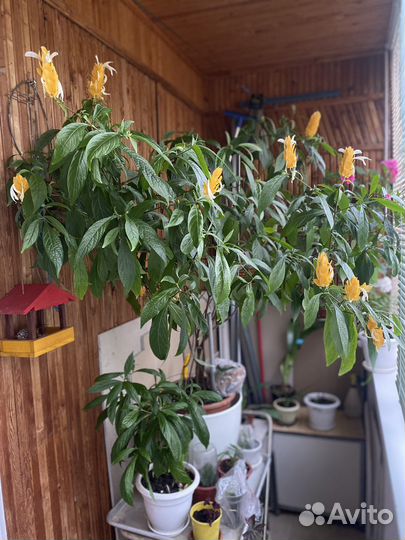 Комнатные растения