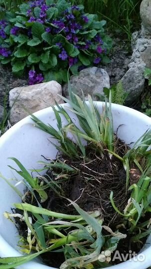 Садовый ирис,примулы,бадан