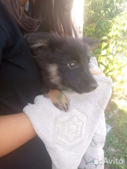 Собаки бесплатно в добрые руки щенки