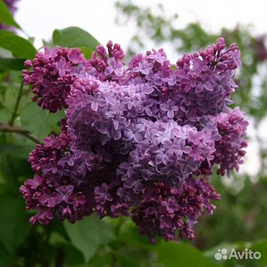 Слива, крыжовник