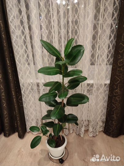 Продам фикус
