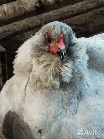 Инкубационное яйцо