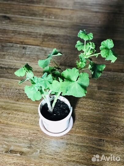 Пеларгония Princess Sandra (взрослое растение)