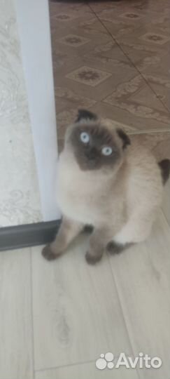 Требуется британский кот для сведения