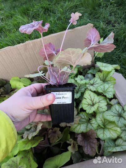 Гейхера ханни роуз, хопскотч