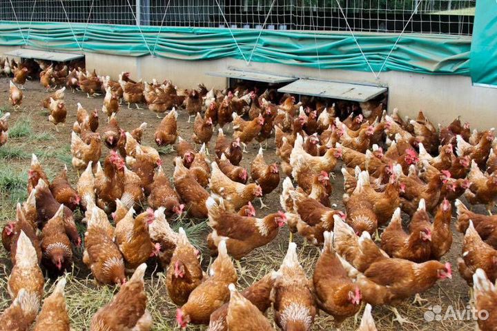 Куры несушки