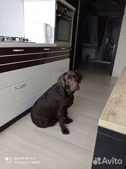 Вязка лабрадора