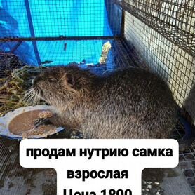 Домашние животные