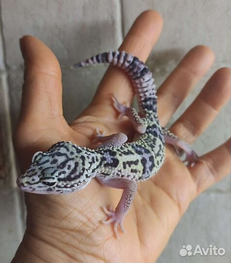 Иранские эублефары