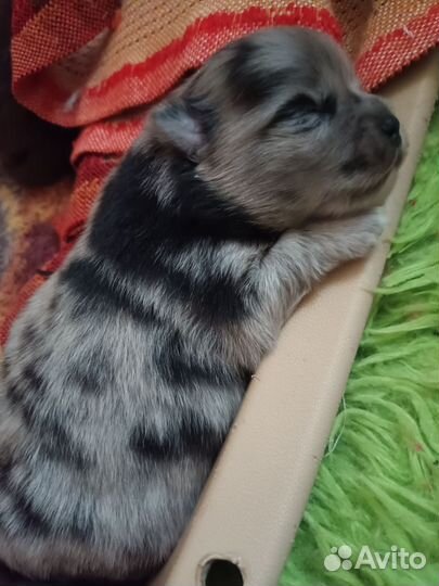 Щенки шпица