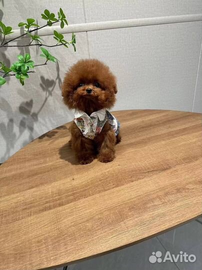 Teacup teddy poodle red тикап пудель