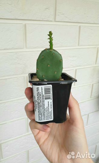 Опунция кактус