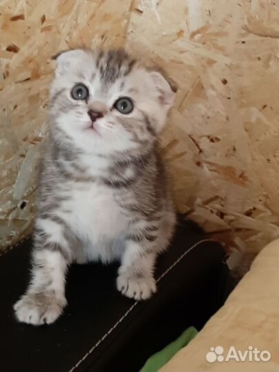 Шотландская