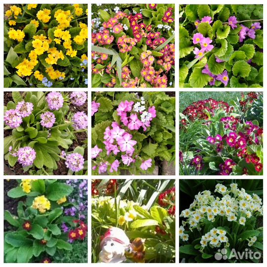 Многолетники: примулы, осока пестрая, лилейник, др