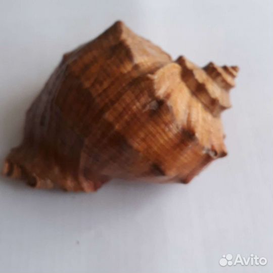 Ракушка- продам