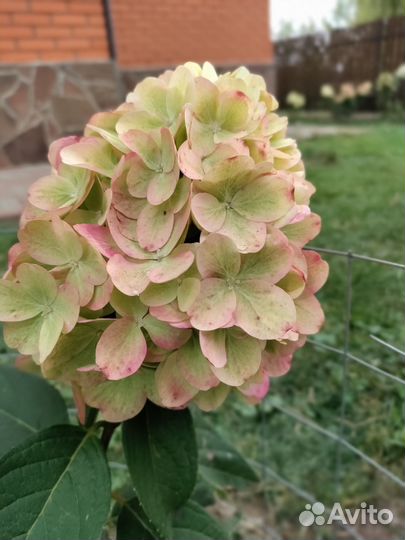 Гортензия Бонфайер