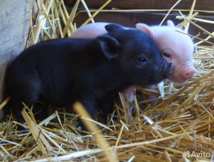 Продам поросят(свинки)