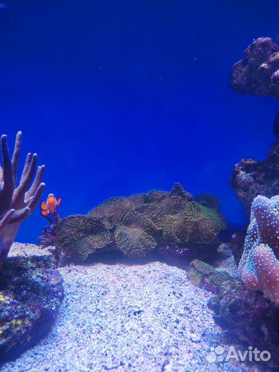 Морские кораллы