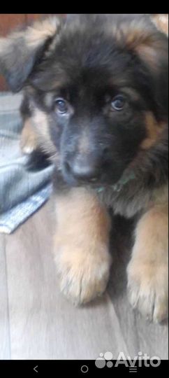 Щенок немецкой длинношерстной овчарки