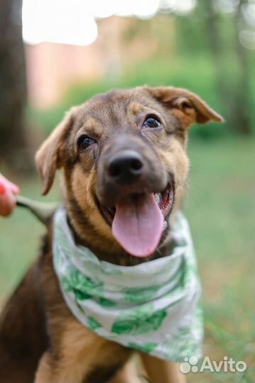 Собака в добрые руки