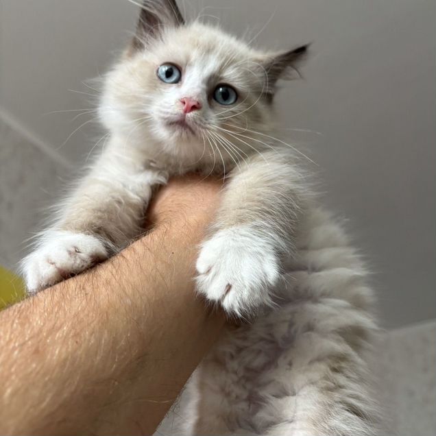 Рэгдолл котёнок
