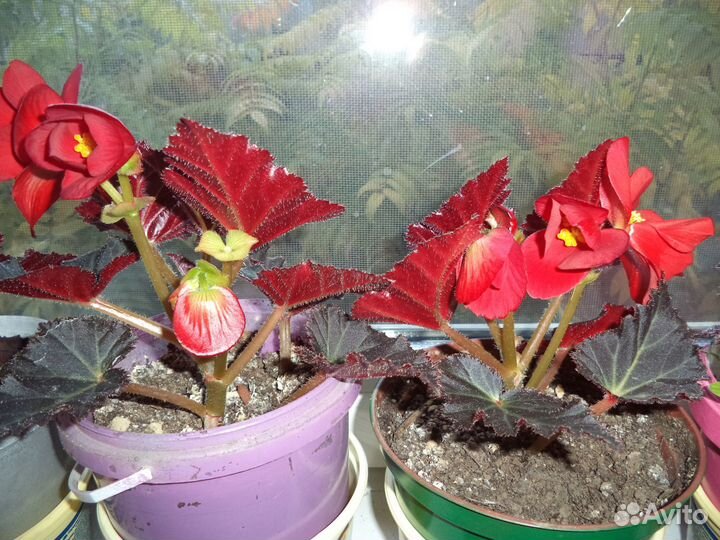 Комнатные цветы