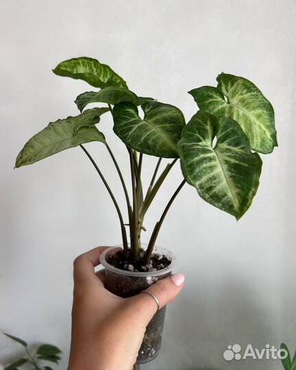 Сингониумы сортовые