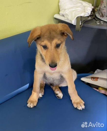 Добрый щенок Бруно в добрые руки